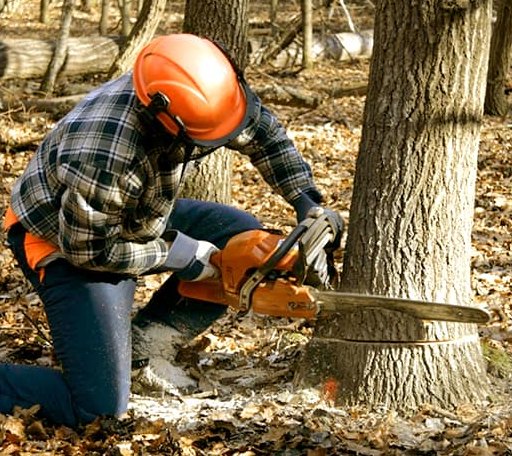 Tree Removal in Center Point, LA